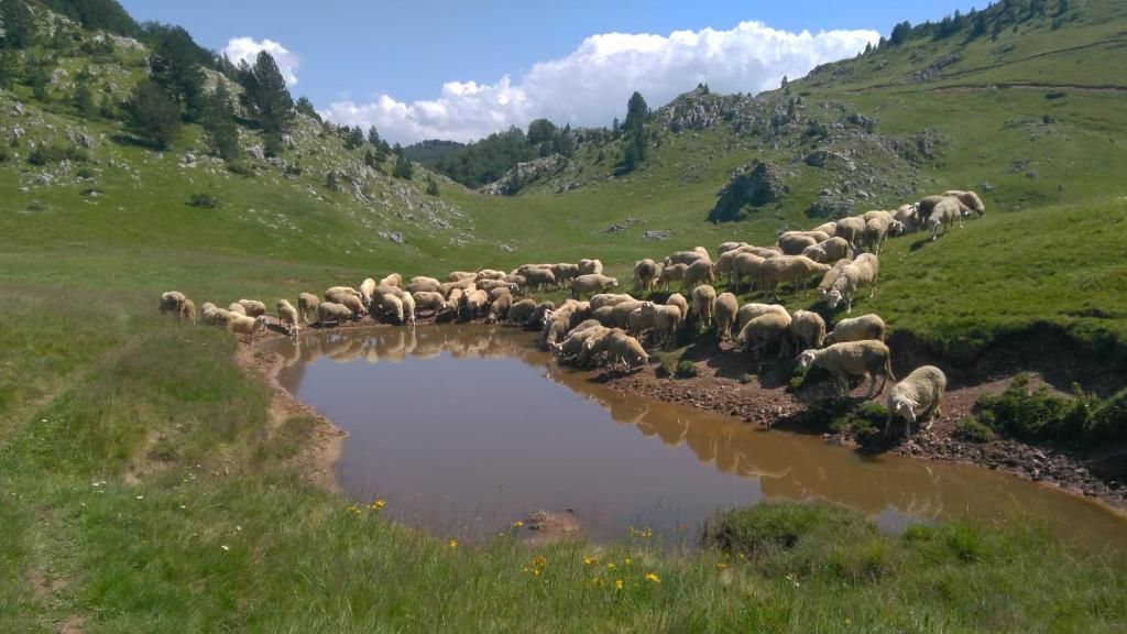 Шале Kolibe Ćoric Мойковац-69